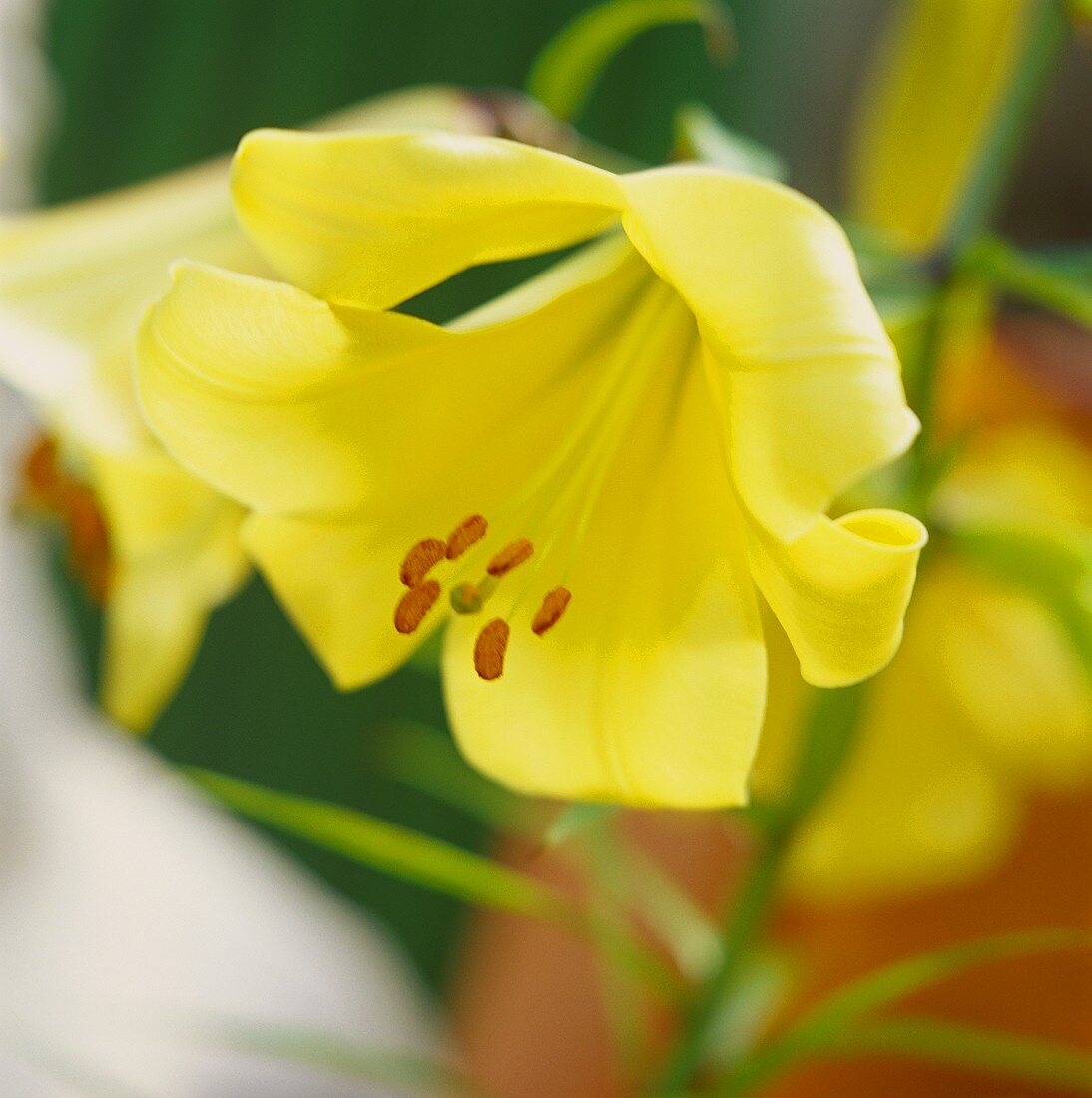 Gelbe Blüte einer Gartenlilie