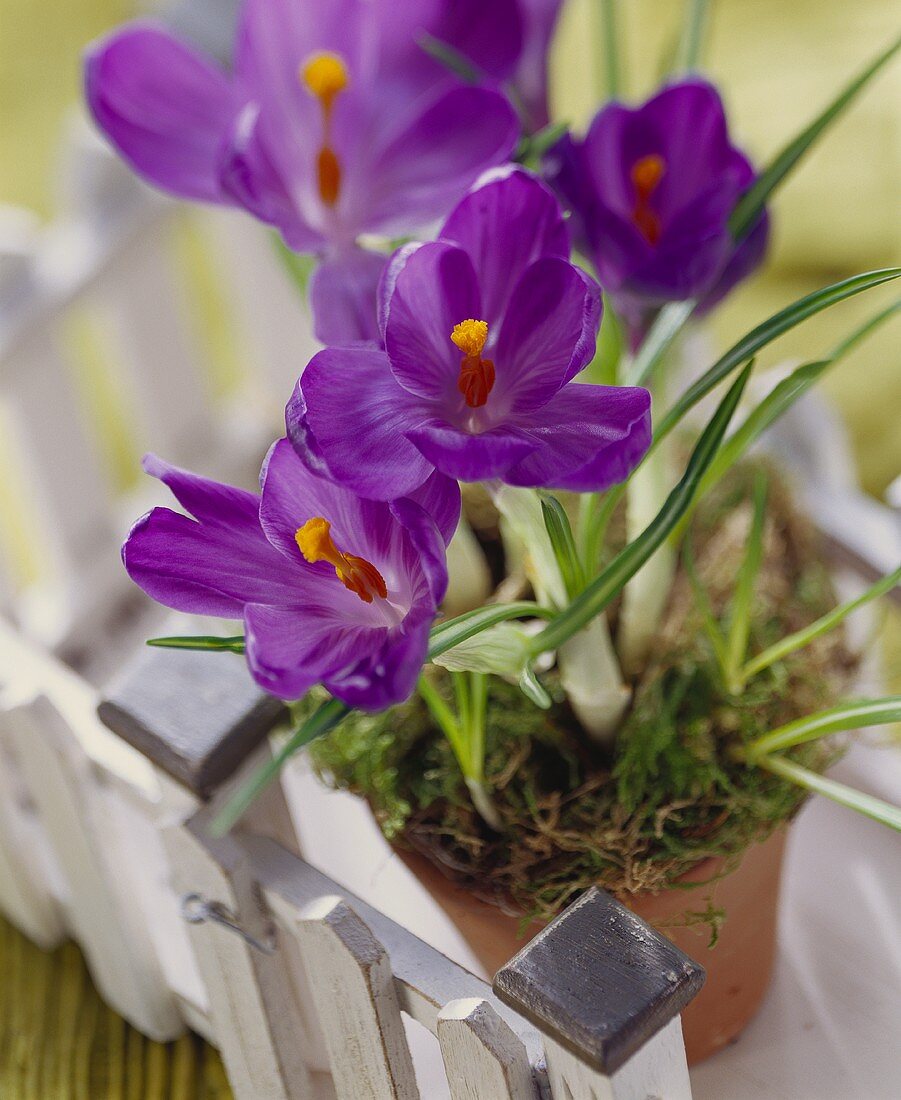 Blühende violette Krokusse im Topf als Frühlingsboten