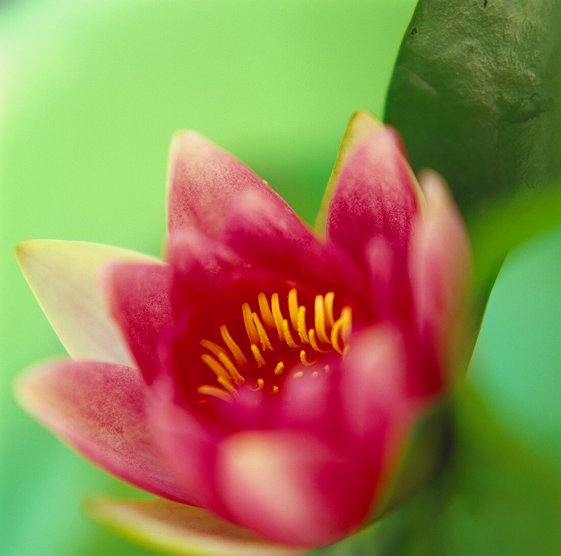 Fuchsia-pink water lily in close-up