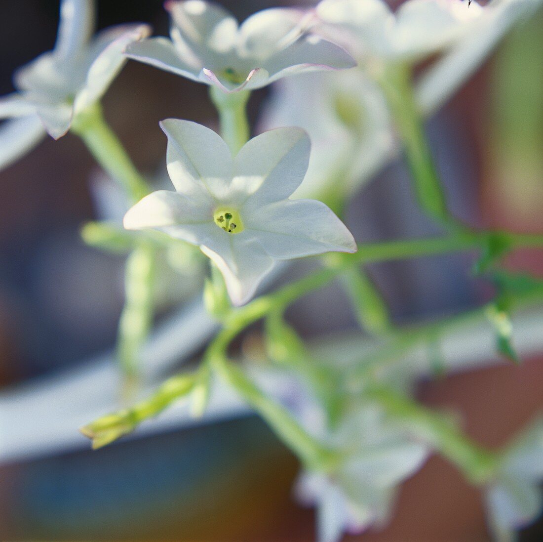Weiß blühender Ziertabak (lat. Nicotiana x sanderae)