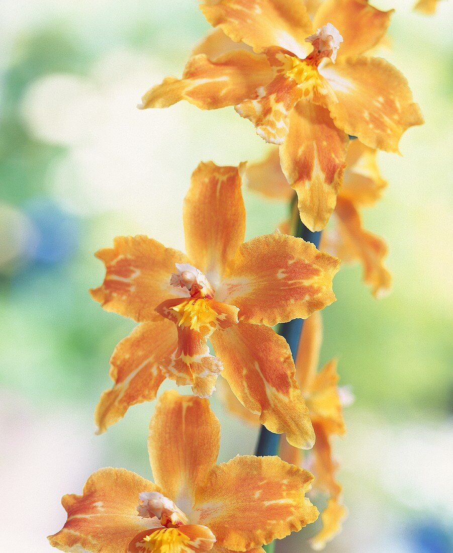 Oncidium flowers in close-up