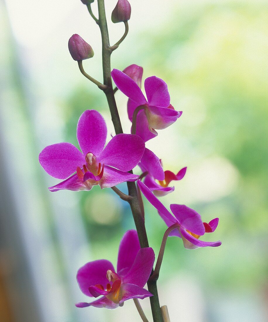 Close-up of Phalenopsis flowers