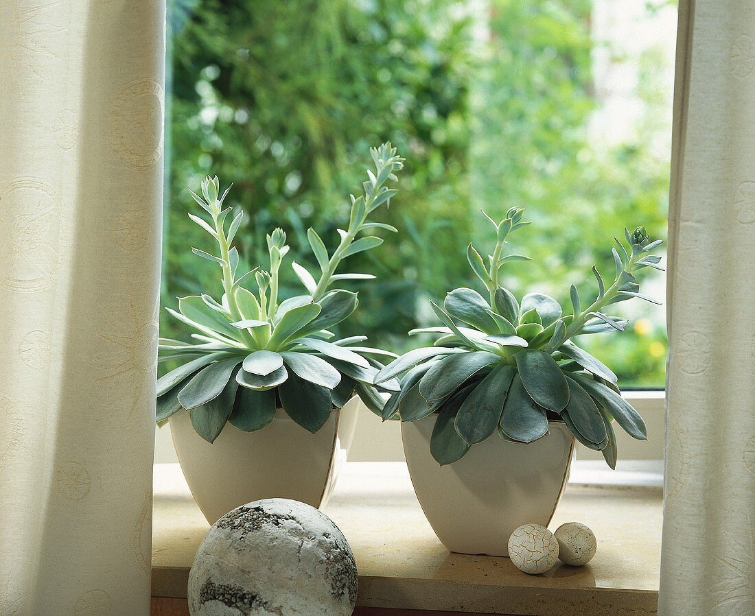 Succulent Echeveria for a sunny window-sill