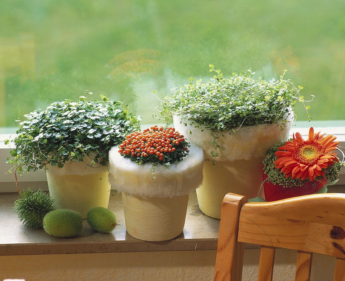 Window-sill with mind-your-own-business, coral bead plant
