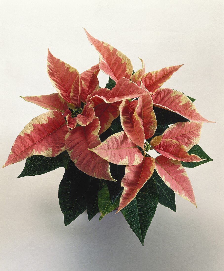 Poinsettia with pink bracts