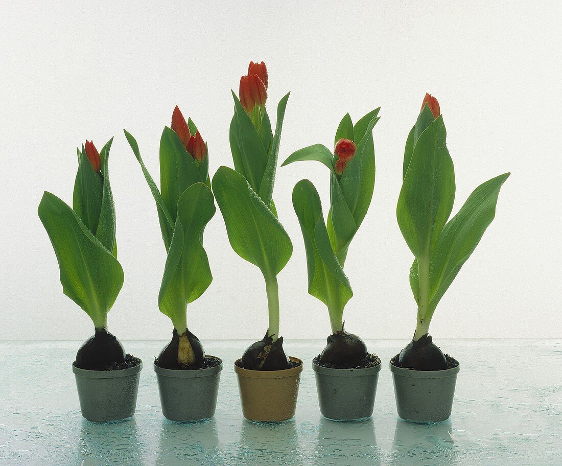Forced tulips in flowerpots