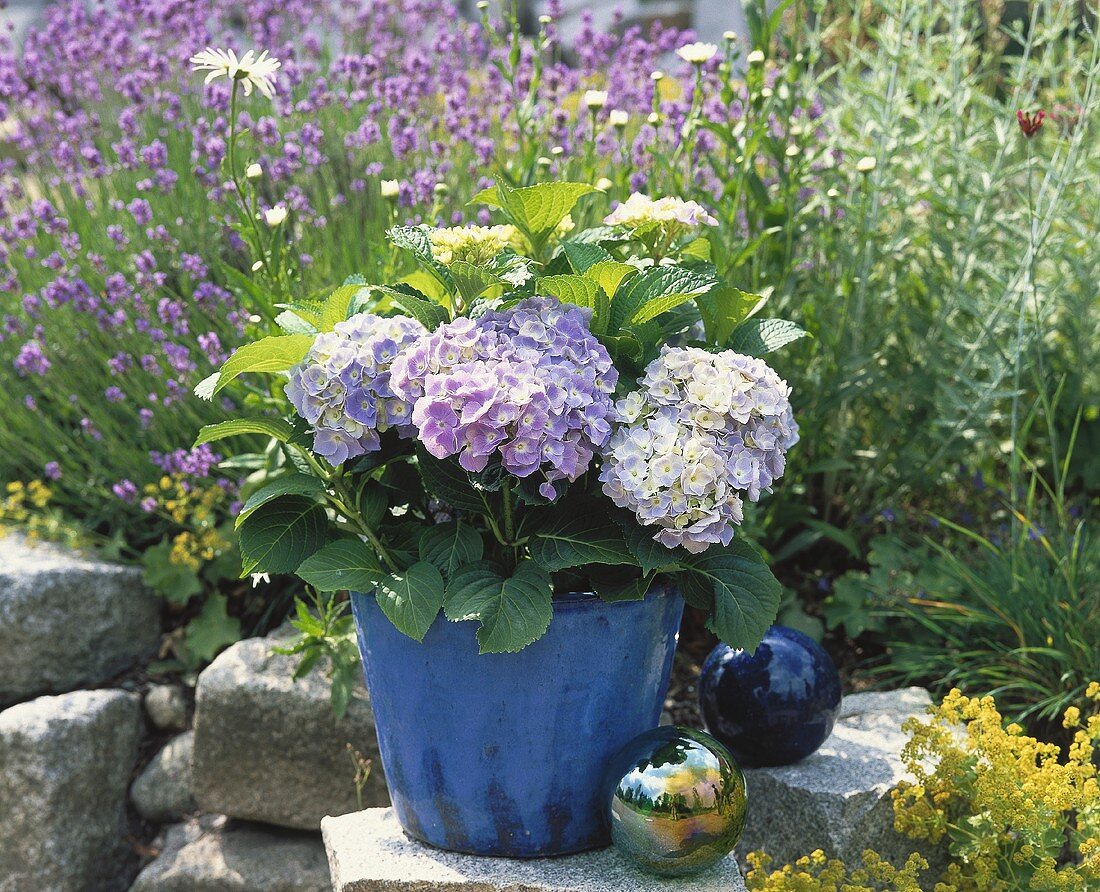 Hydrangea in blue glazed pot