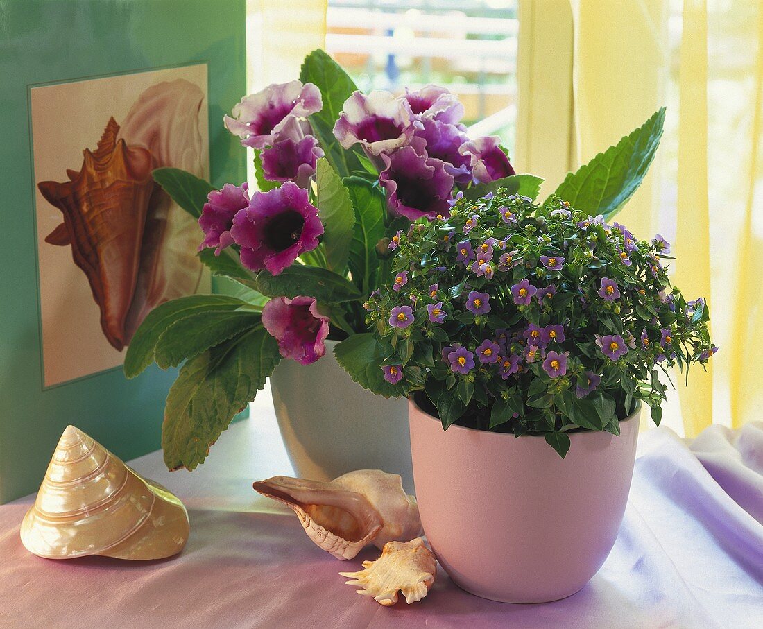 Gloxinia and Persian violet with maritime decoration