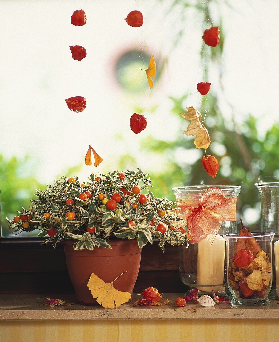 Window with autumn decoration, Jerusalem cherry and physalis