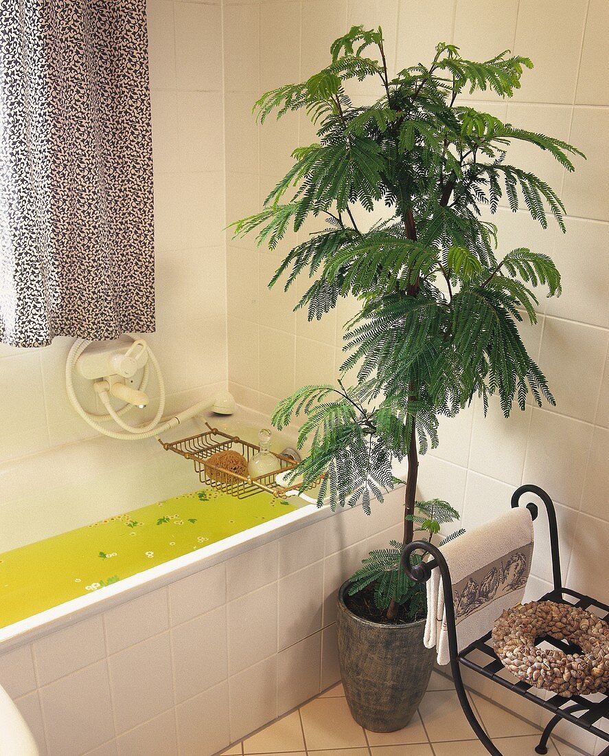 Mimosa (Albizia julibrissin) beside bath