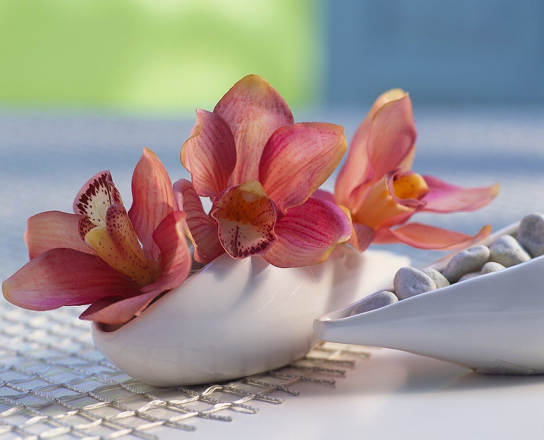 Orchideenblüten in weisser Schale