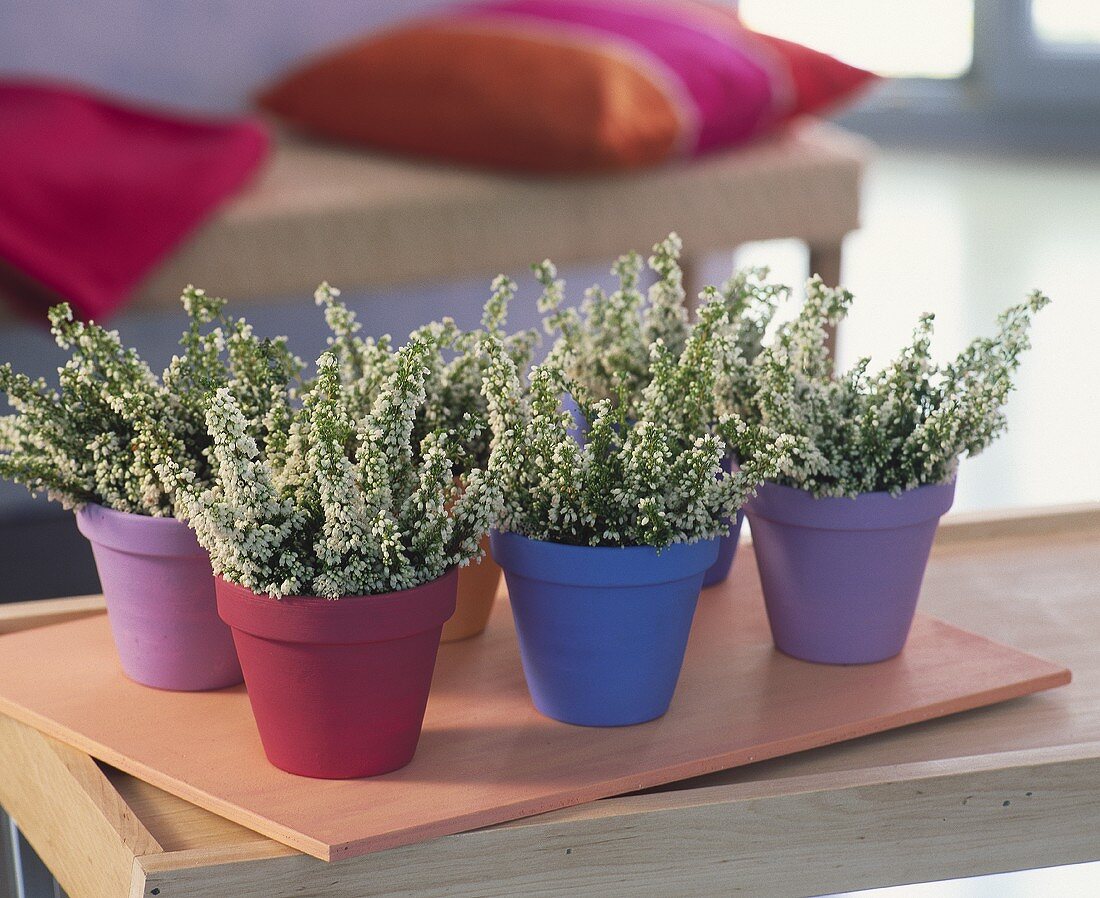 White heather in different coloured flowerpots