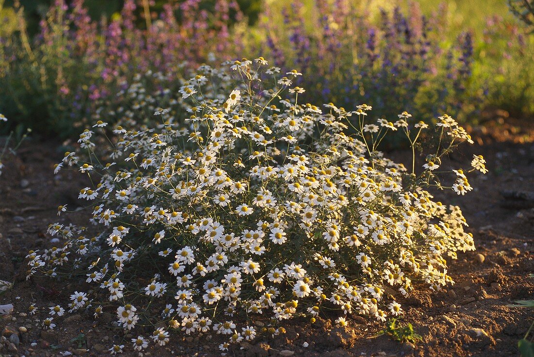 Blühende Kamille im Kräutergarten