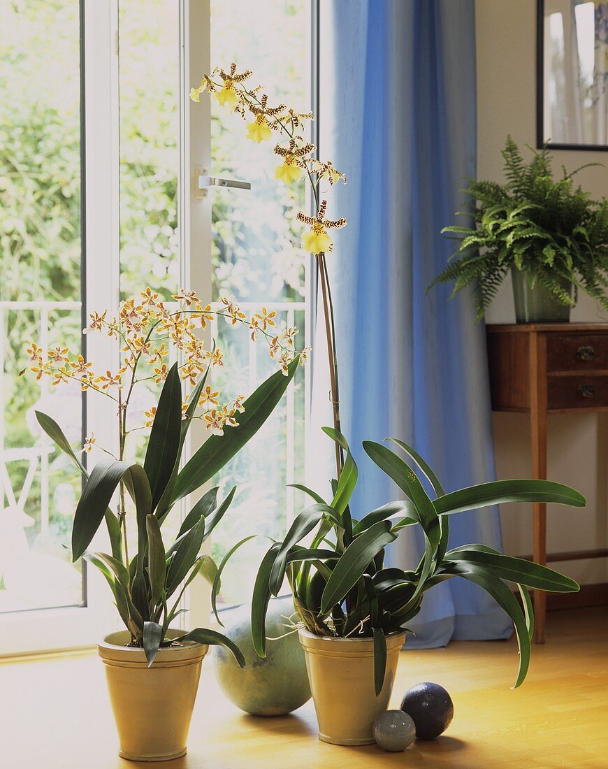 Blühende Orchideen (lat.Oncidien) als Zimmerdeko