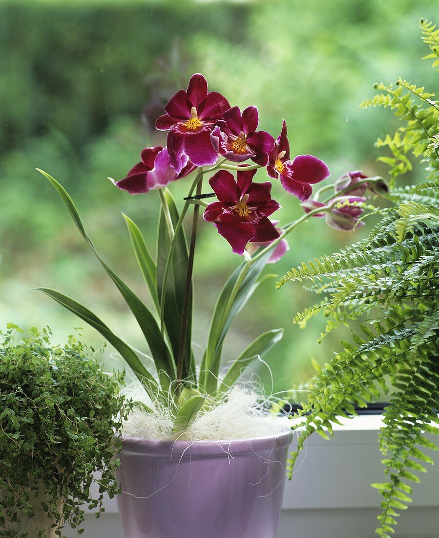 Flowering Miltonia surrounded by potted fern & baby's tears