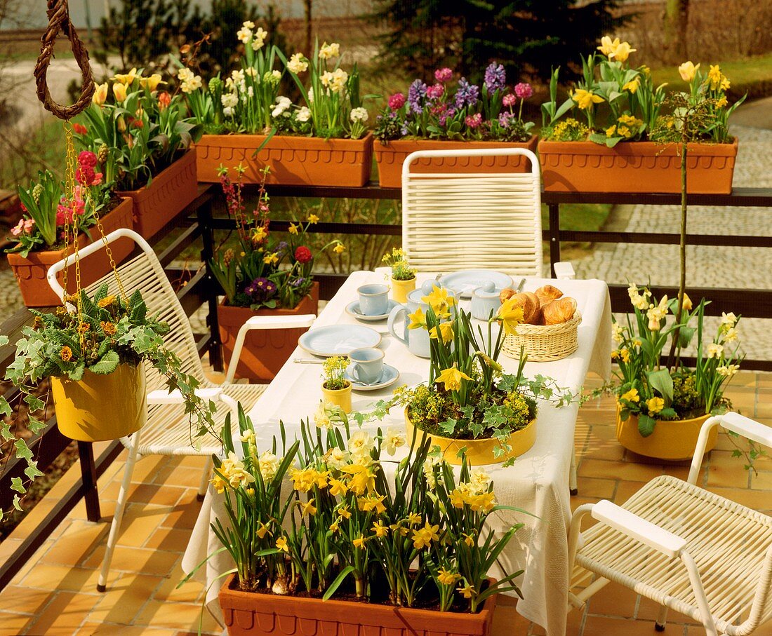 Terrasse mit Frühlingsblumen, Osterglocken, Hyazinthen, Tulpen