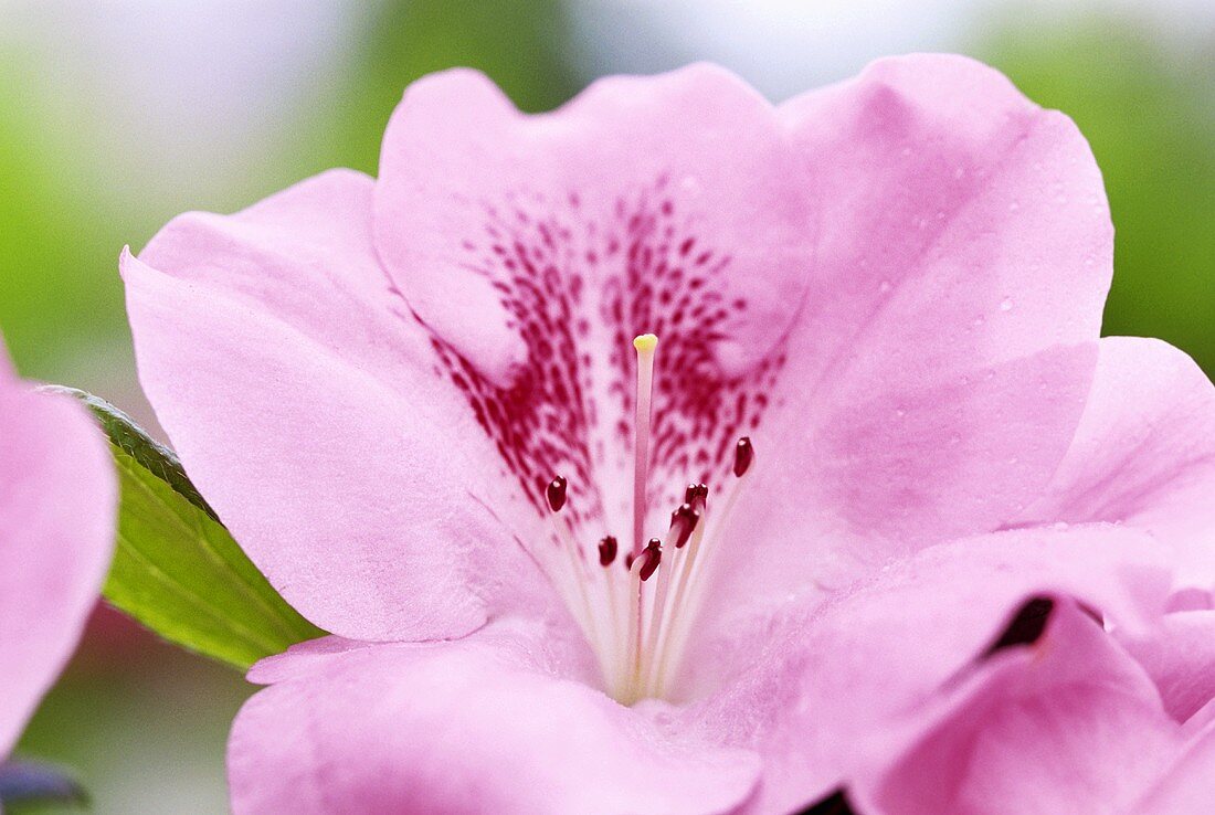 Zartrosa Azaleenblüte mit fuchsiafarbener Mitte
