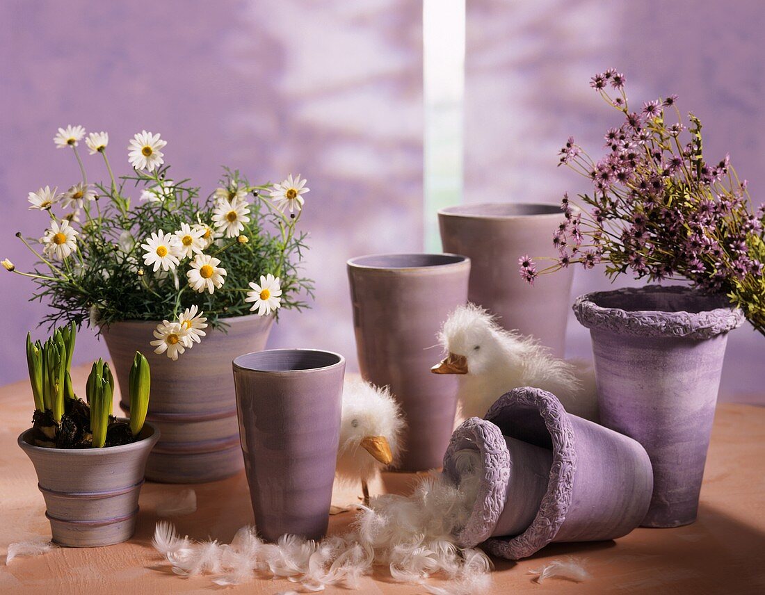 Lilac-coloured cache-pots with marguerites, hyacinths