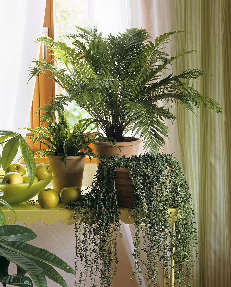 Green window: Senecio, Dicksonia and tree fern