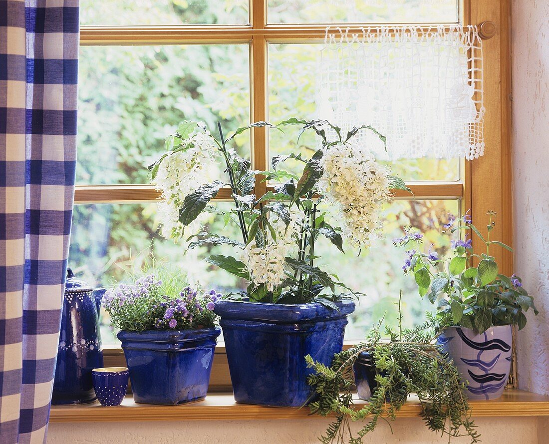 Window-sill with Campanula, Clerodendrum...