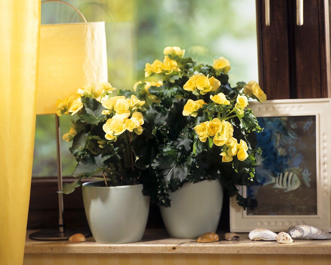 Window-sill with yellow-flowered Begonia hybrids