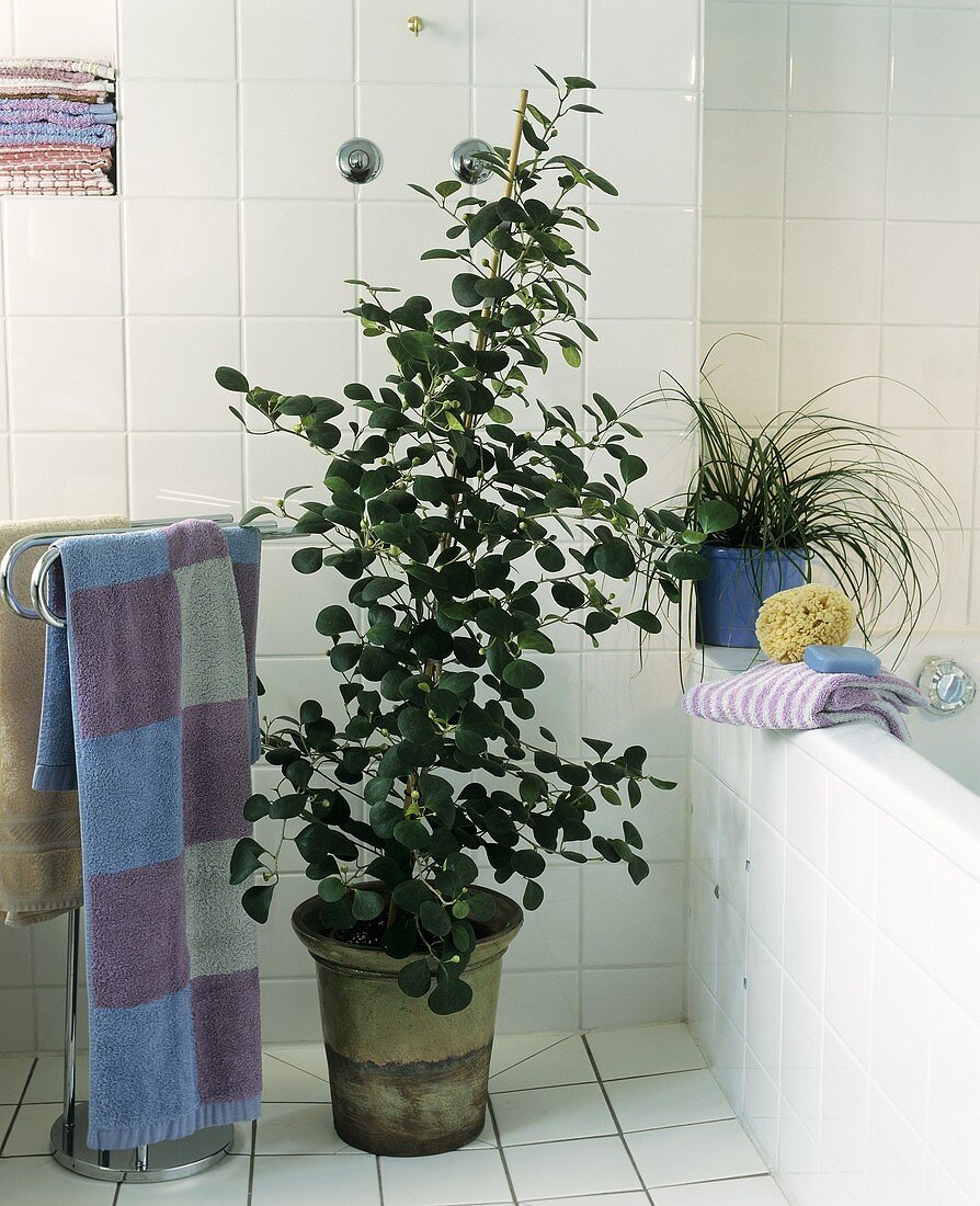 Blickpunkt im Badezimmer ein Mistelfeigenbaum