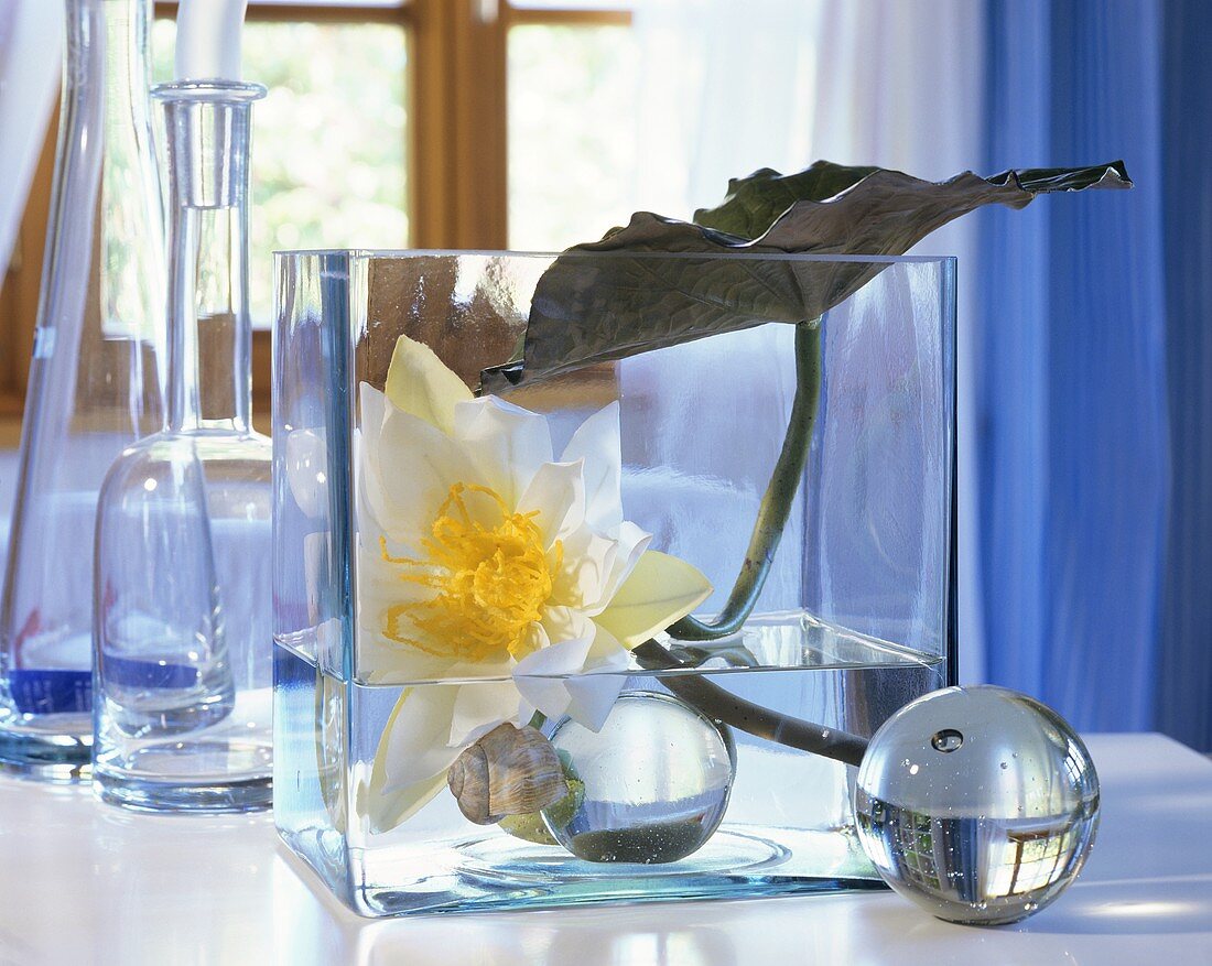 weiße Seerosenblüte mit Blatt im Glasgefäss als Tischdeko