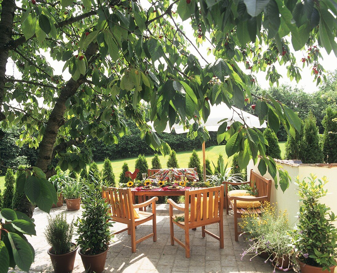 Idyllic terrace with overhanging cherry tree