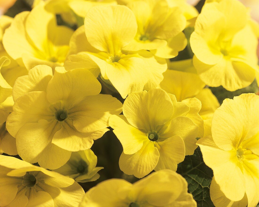 Yellow primulas (filling the picture)