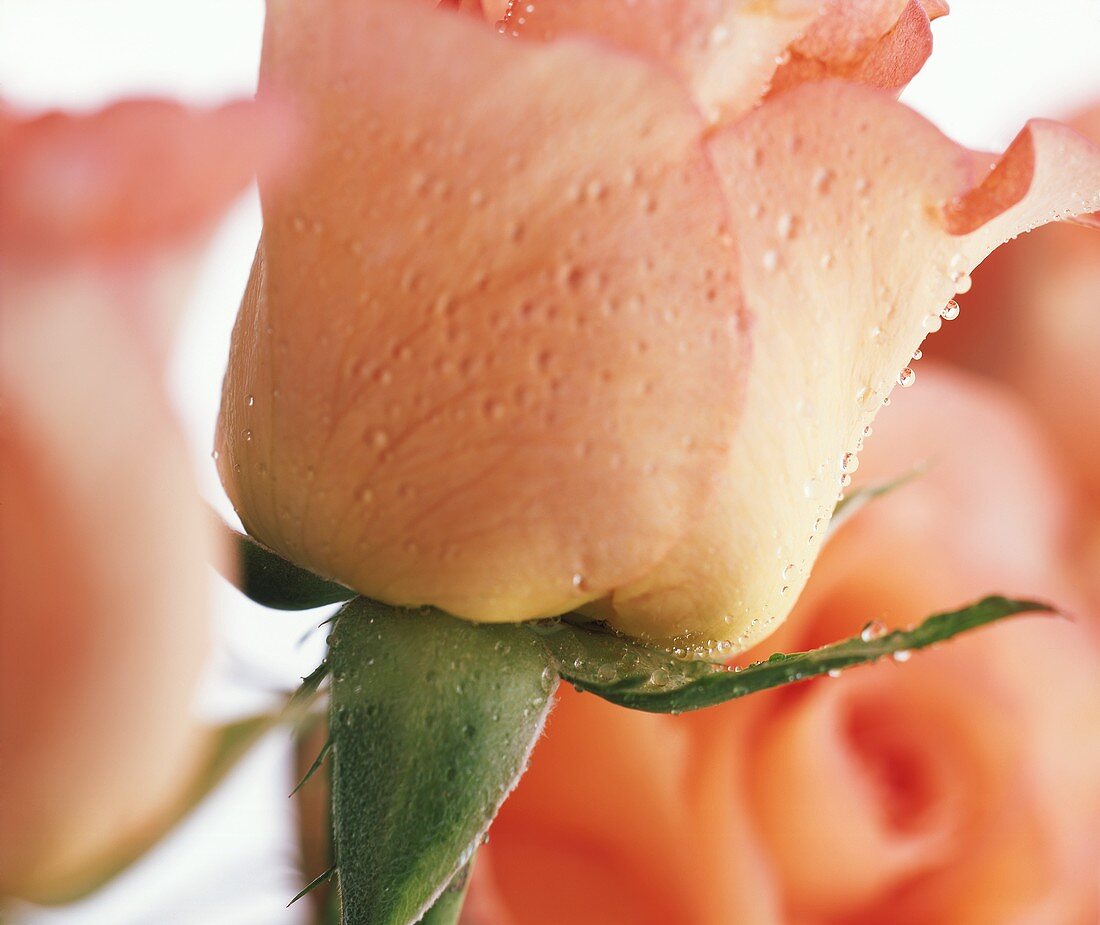A rose (close-up)