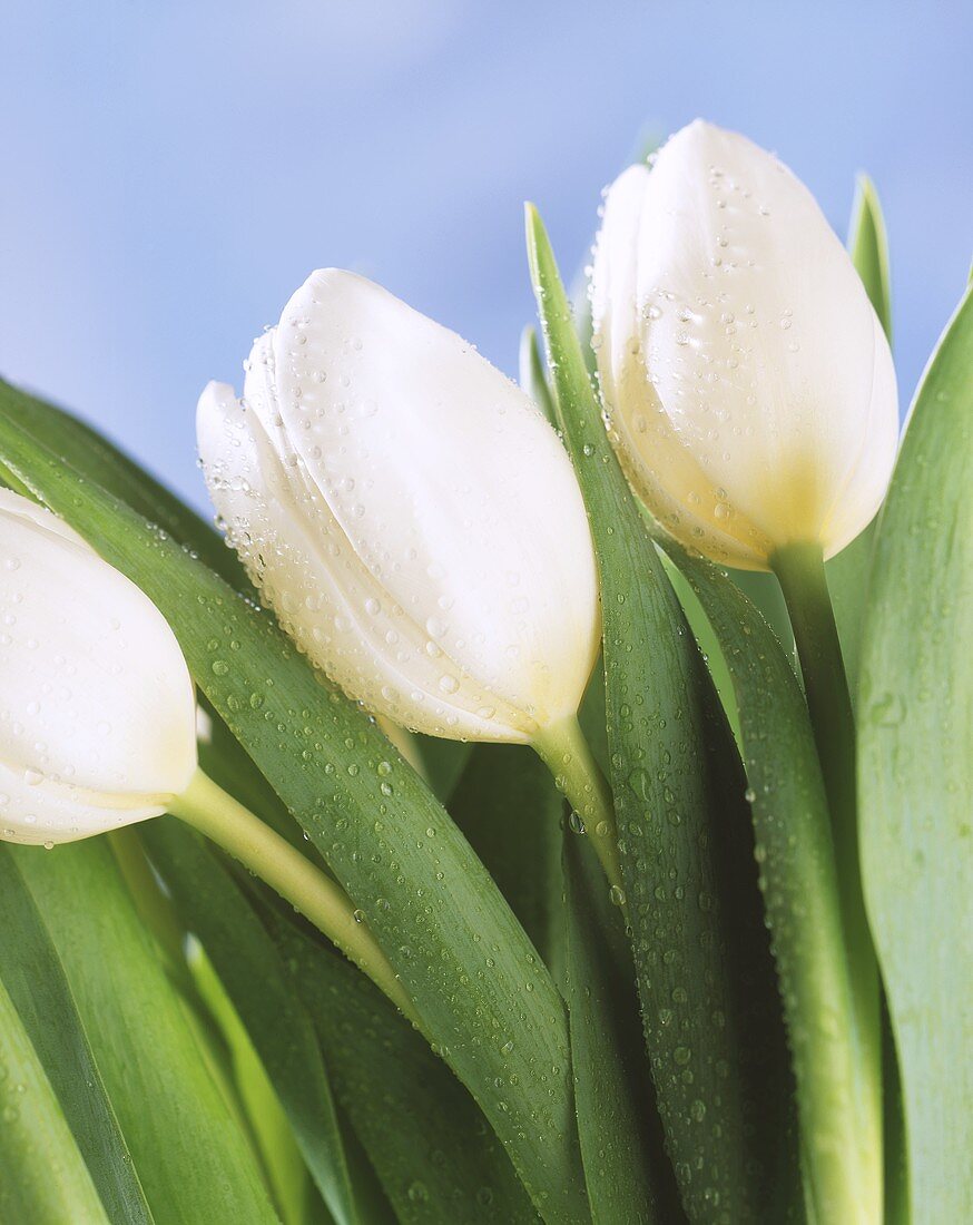 Drei geschlossene Tulpenblüten