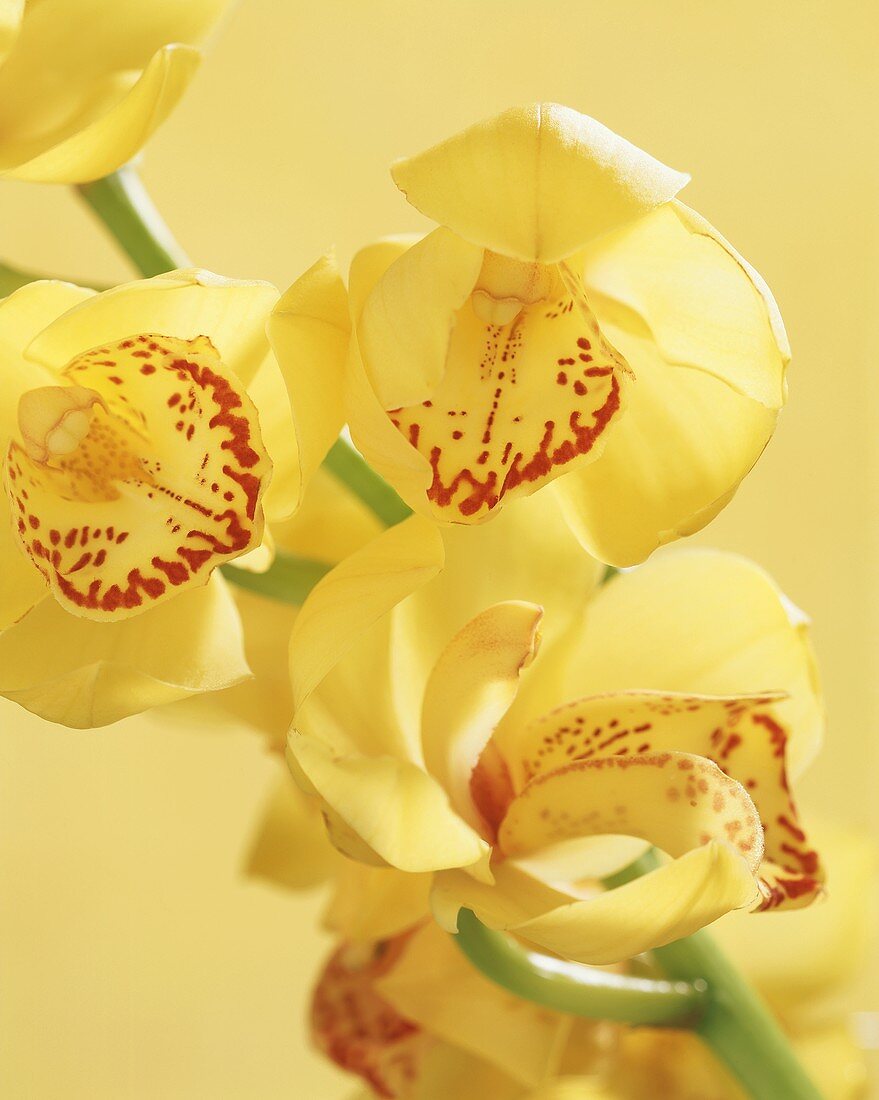 Gelbe Orchideenblüten vor gelbem Hinrtergrund