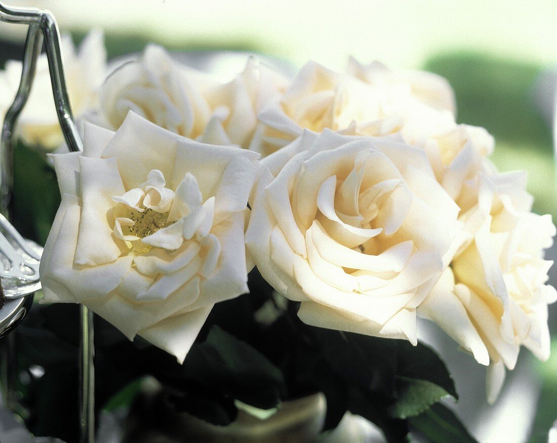 Bouquet of Pink Roses