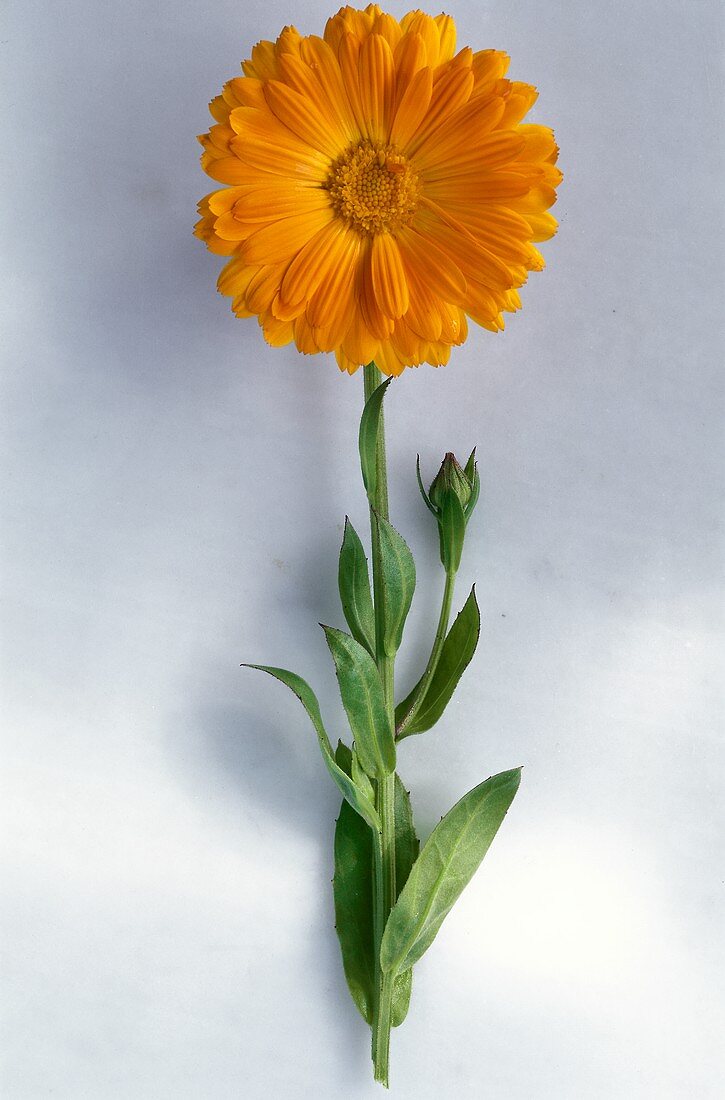 A marigold (Calendula)