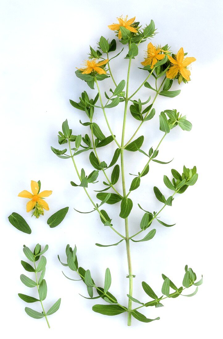 Johanniskraut, ein Zweig mit Blättern und gelben Blüten