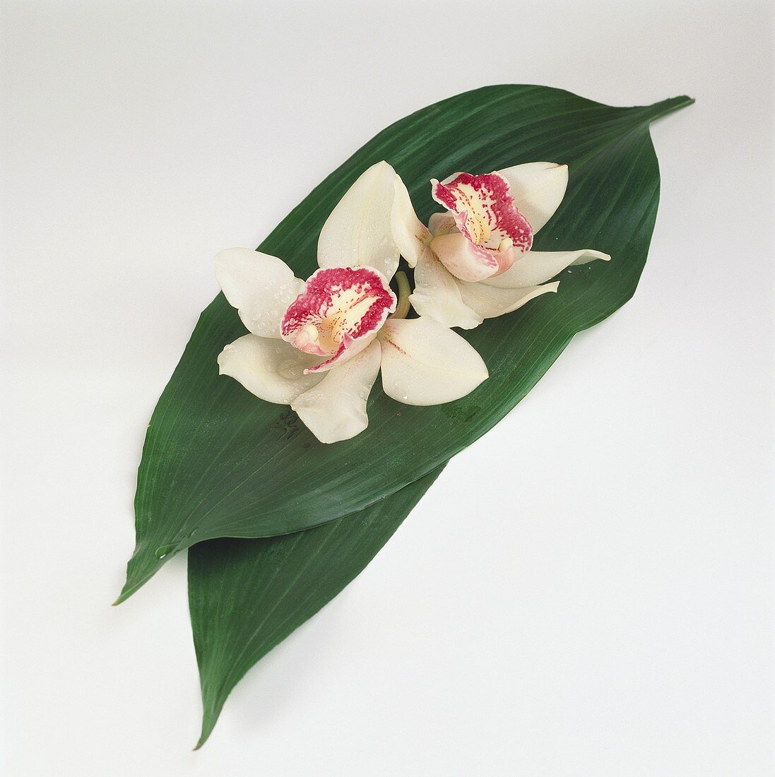 Palm leaves with white orchids as table decoration