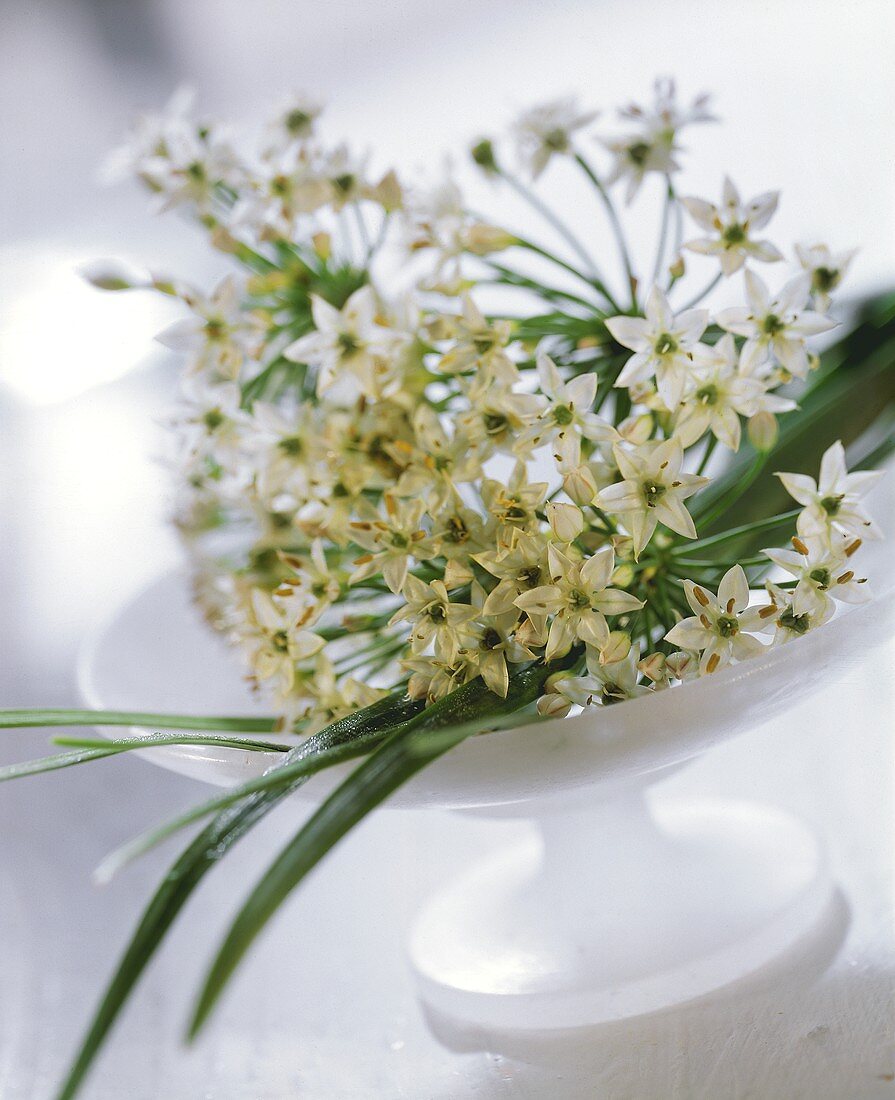 White blossoms in a bowl