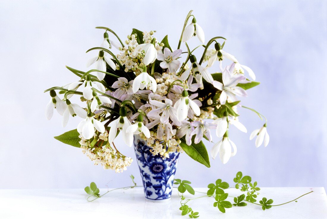 Bouquet of snowdrops and viburnum