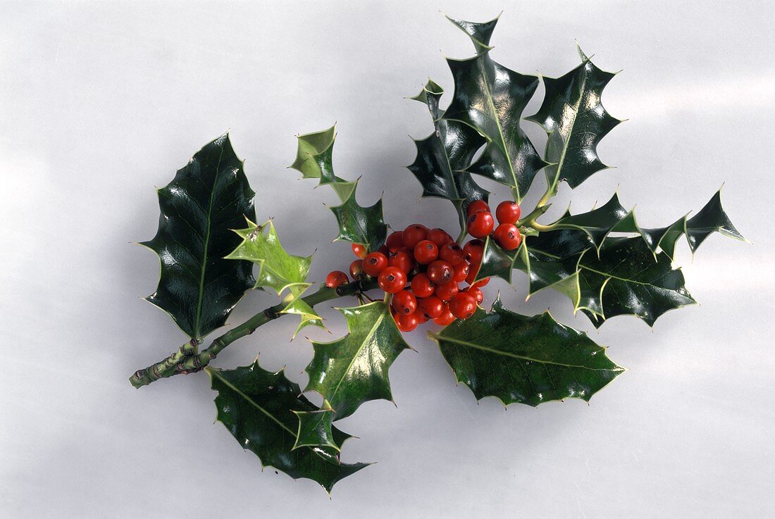 Sprigs of holly on white background