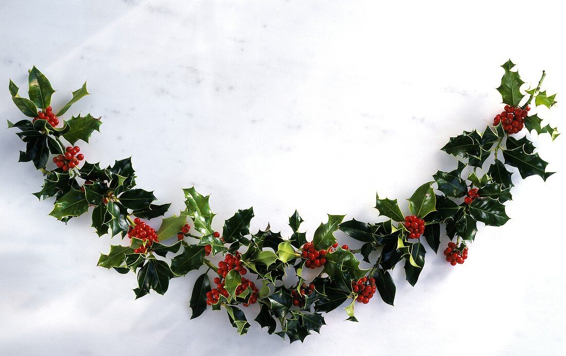 Semi-circle of holly sprigs on white background