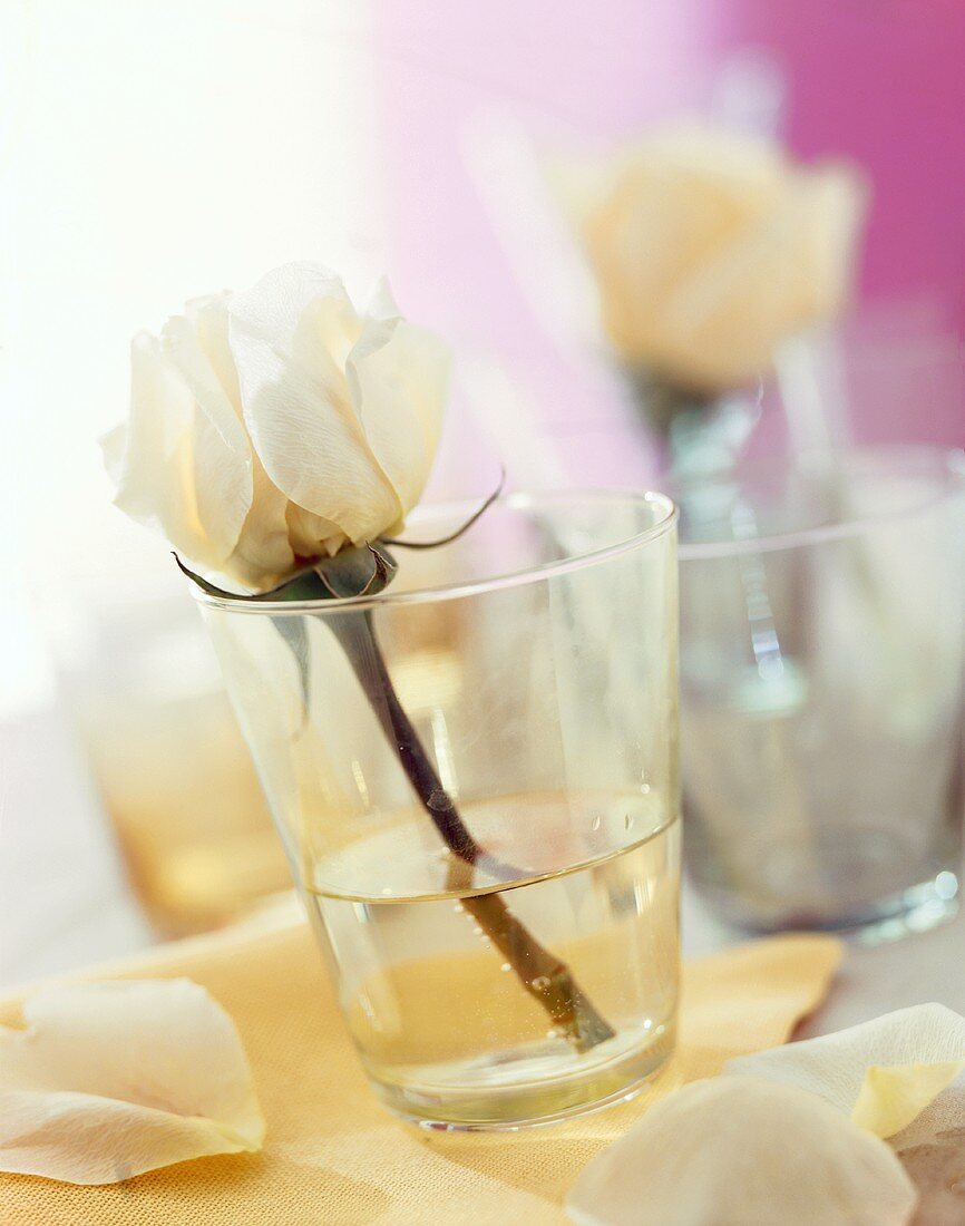 weiße Rose in einem Wasserglas