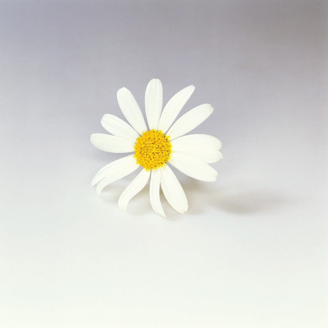 A marguerite flower on a light background