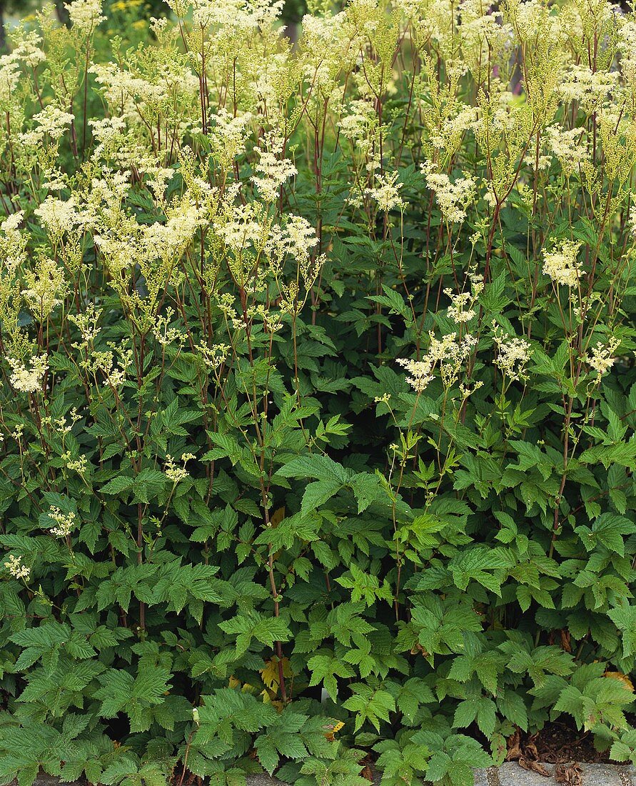 Mädesüsskraut (Filipendula ulmaria) mit Blüten