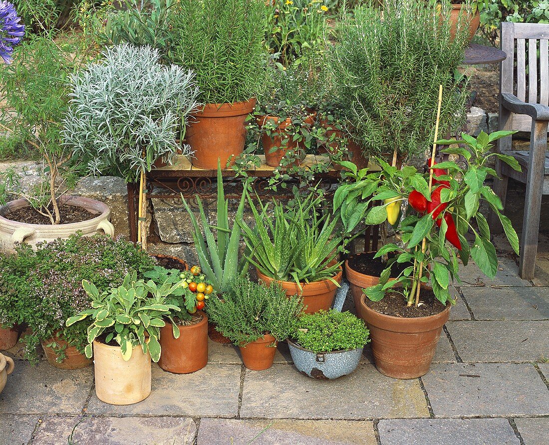 Verschiedene Kräuter und Gemüsepflanzen auf Terrasse
