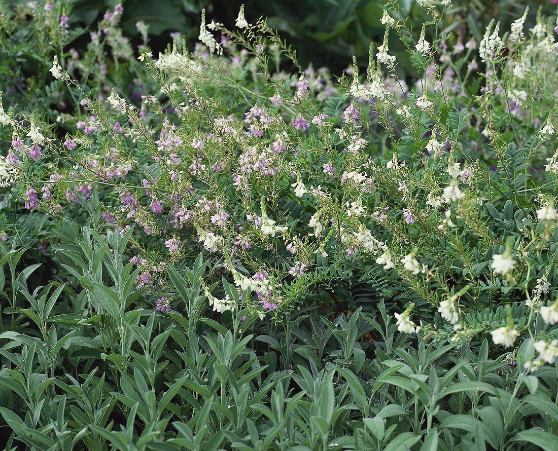 Echtes Seifenkraut (Saponaria officinalis); blühende Pflanze