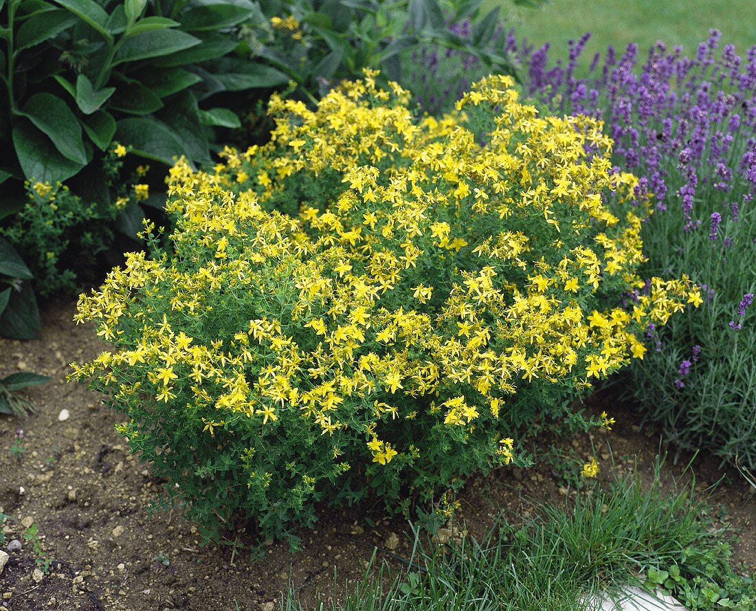 Perforate St. John's wort (Hypericum perforatum) flowering plant