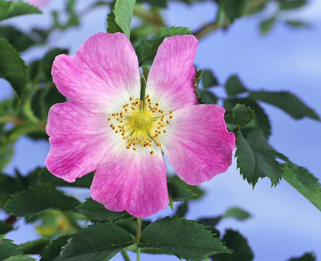 Hagebuttenblüte (auch: Hundsrose, Rosa canina)