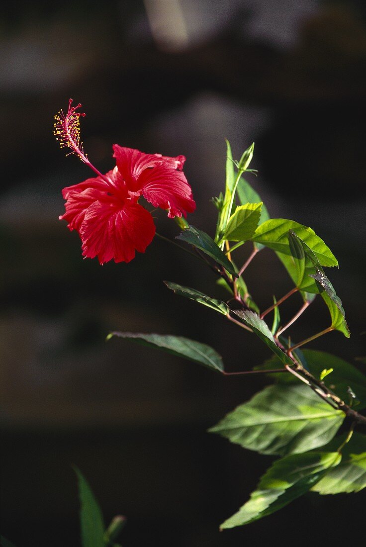 Red-flowered Hibiscus 