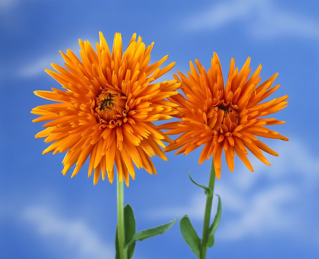 Marigolds against blue sky