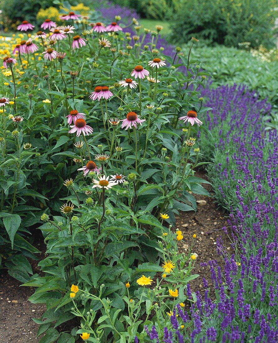 Roter Sonnenhut, Lavendel und Ringelblumen im Kräutergarten